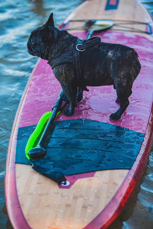 SUP Hardboard > Stand Up Paddle kaufen > Stehpaddler SUP Shop
